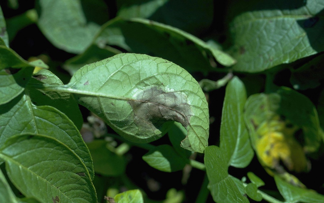 Alternaria Blight