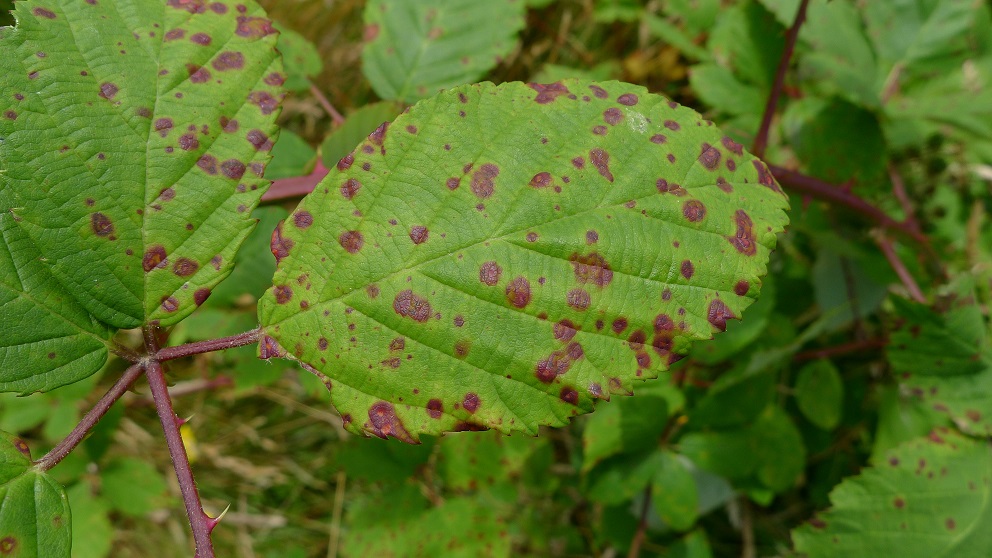 angular leaf spot 2