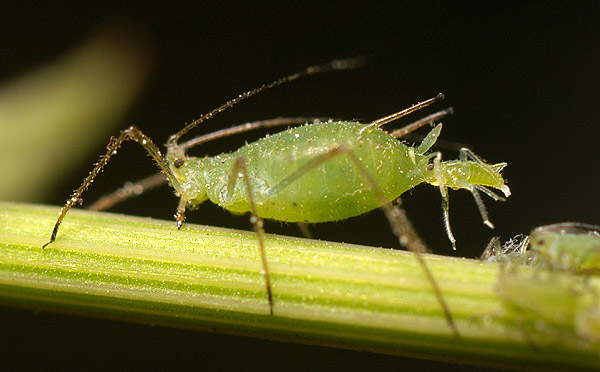 aphid 1