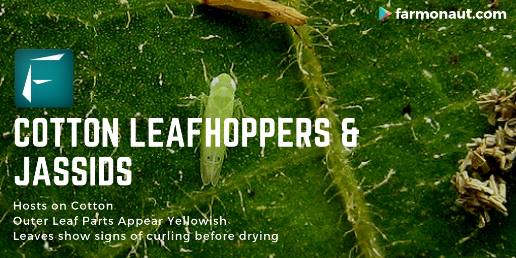 cotton leafhoppers and jassids 4 farmonaut