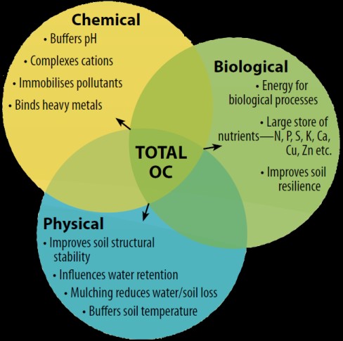 Why Is Carbon Important?