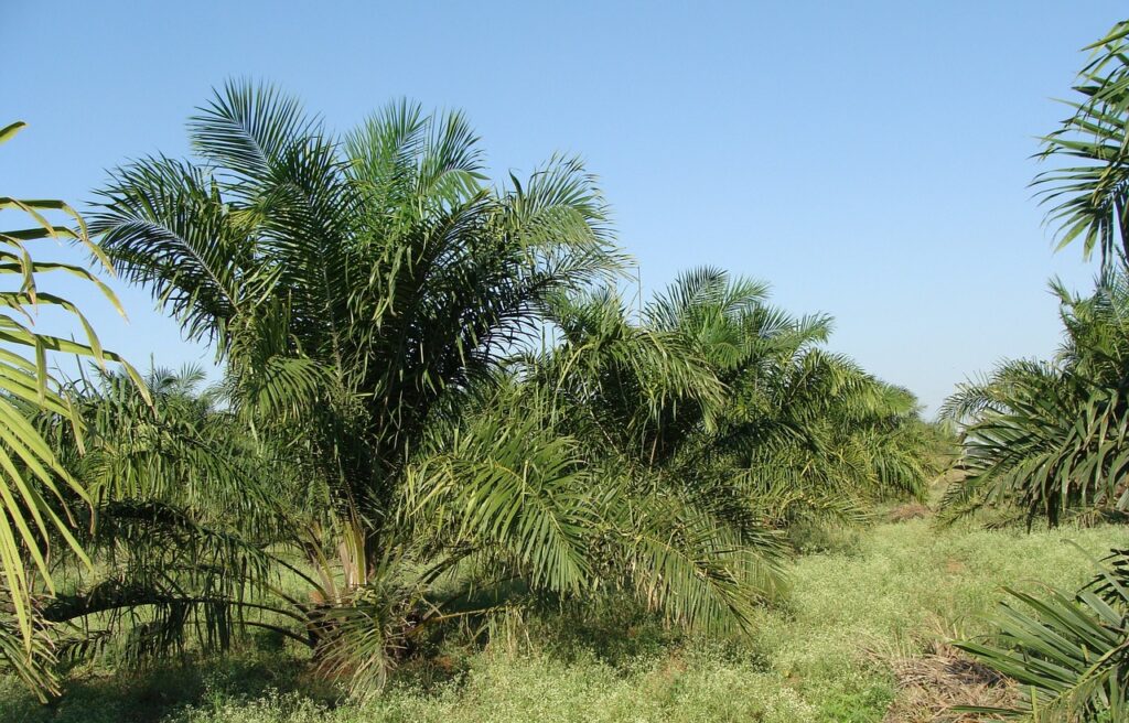 oil palm, tree, plantation