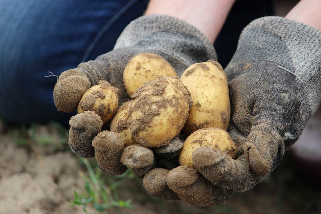 bio, potato, field-172200.jpg