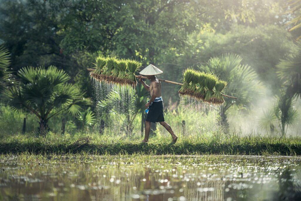 farmer, harvest, agriculture-1822530.jpg