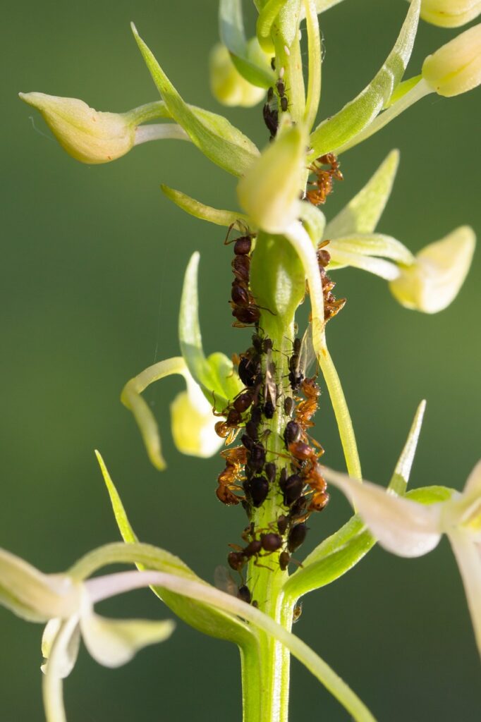orchid, lice, ants-3404400.jpg
