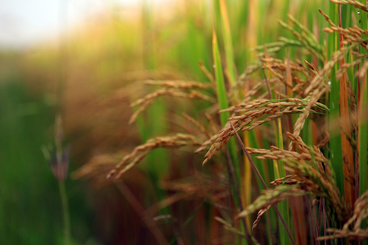 paddy field, paddy crop, agriculture-3864340.jpg