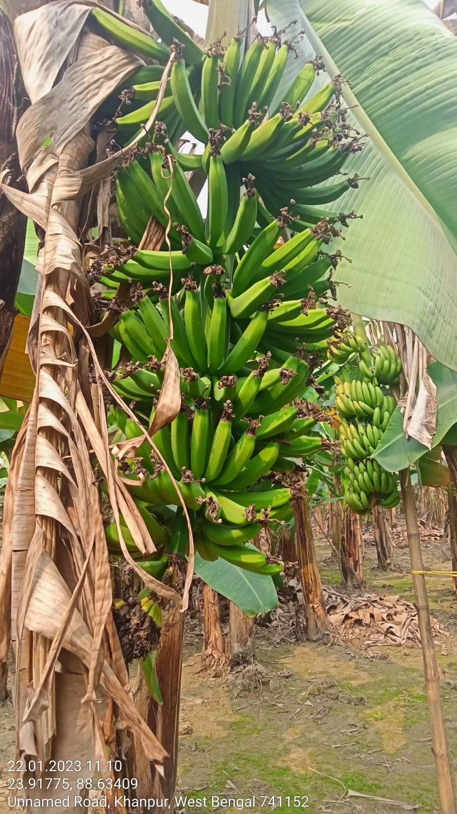 Banana Farm Mapping