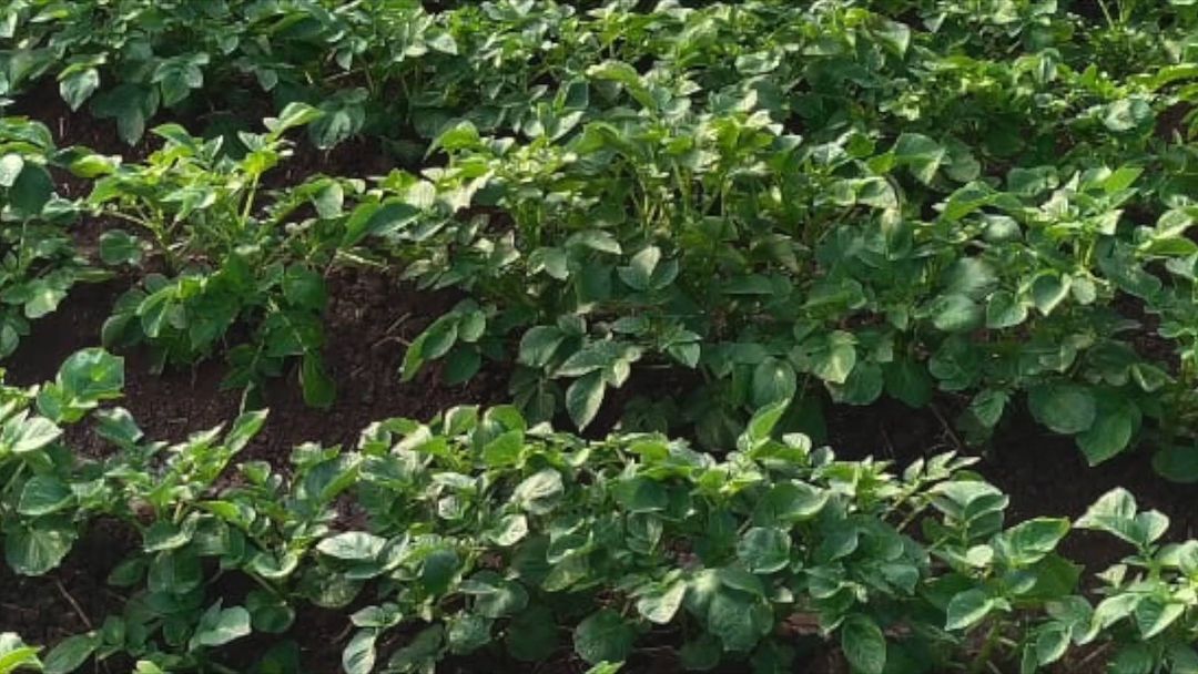 Potato farm mapping in Madhya Pradesh