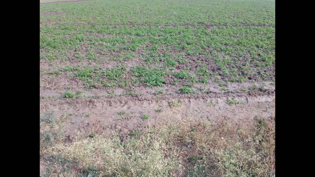 Coriander farm mapping in Rajasthan