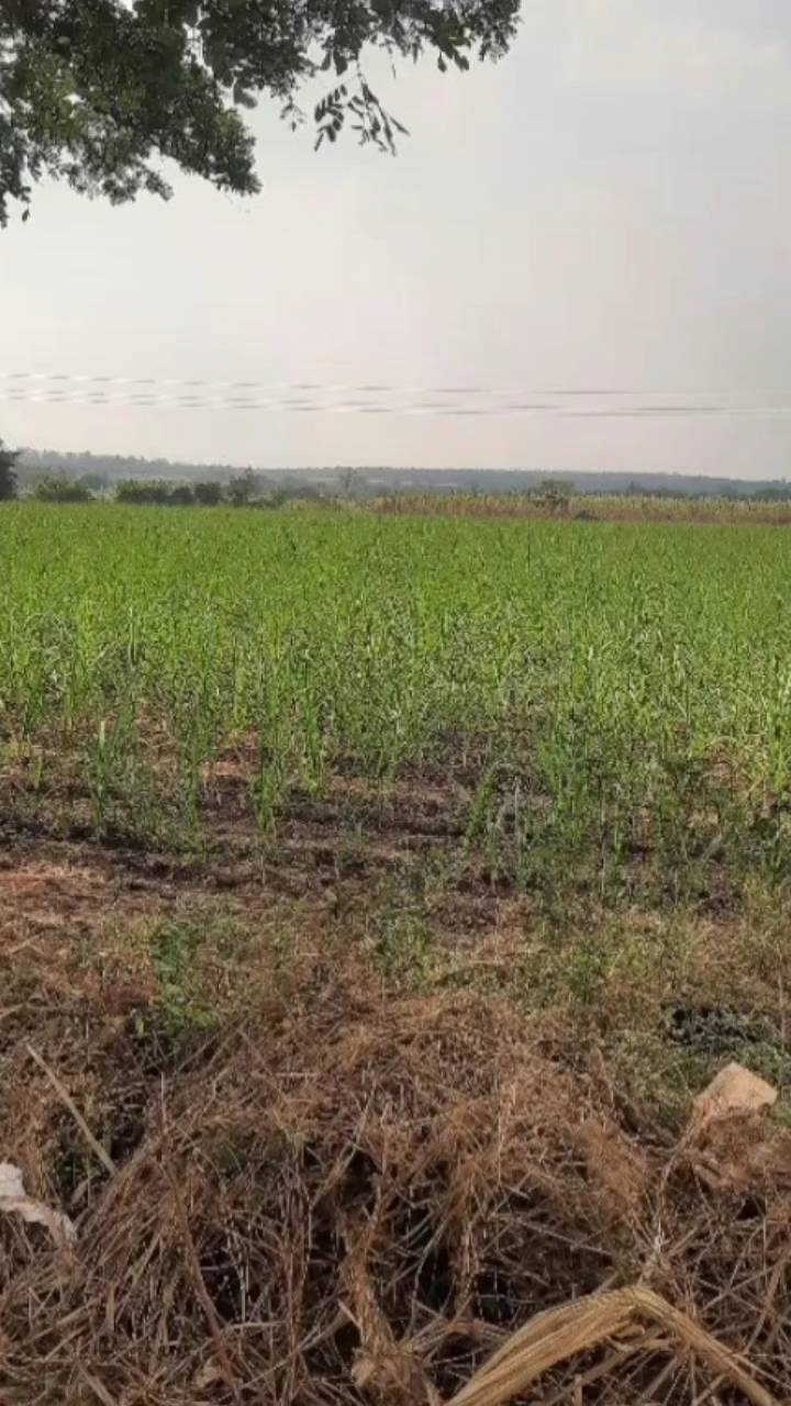 Sugarcane farm mapping in West Bengal