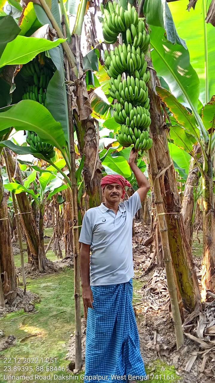 Banana farms in West Bengal