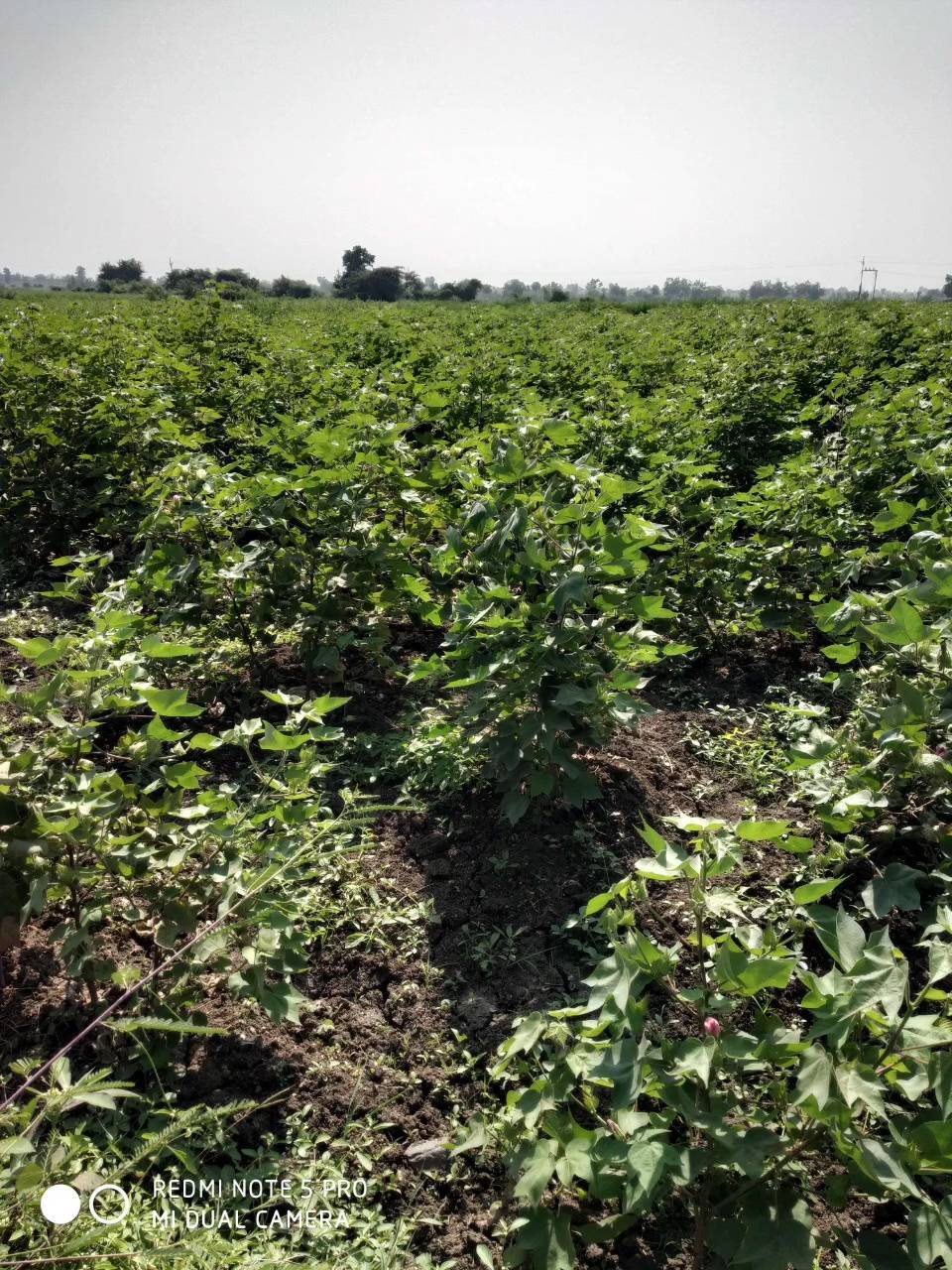 Cotton farm mapping in Maharashtra