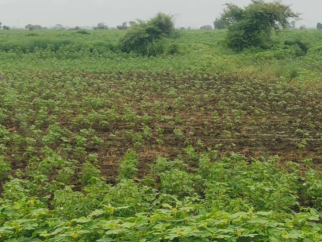 Cotton farm mapping in Maharashtra