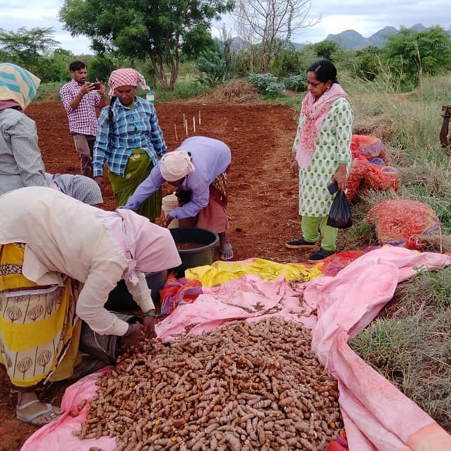 Organic Turmeric Harvest