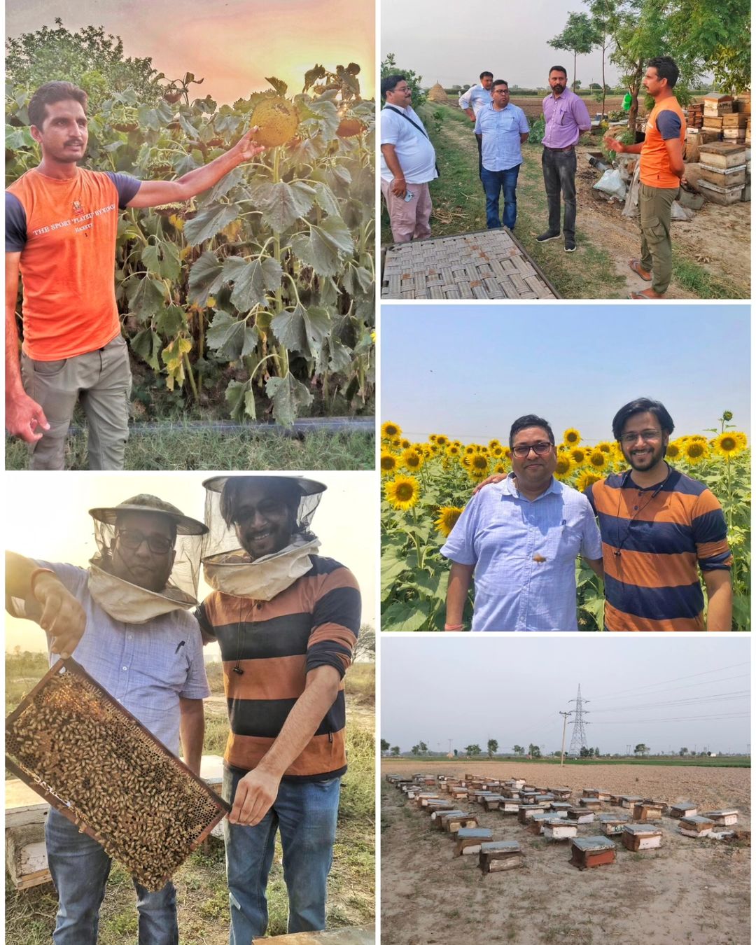 Beekeeping in Punjab and Haryana