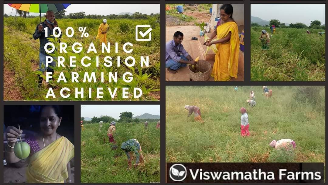 Organic farming at Viswamatha Farms