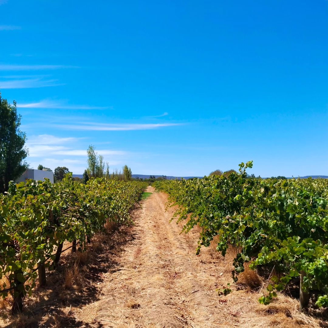 Aerial Imagery of Vineyards