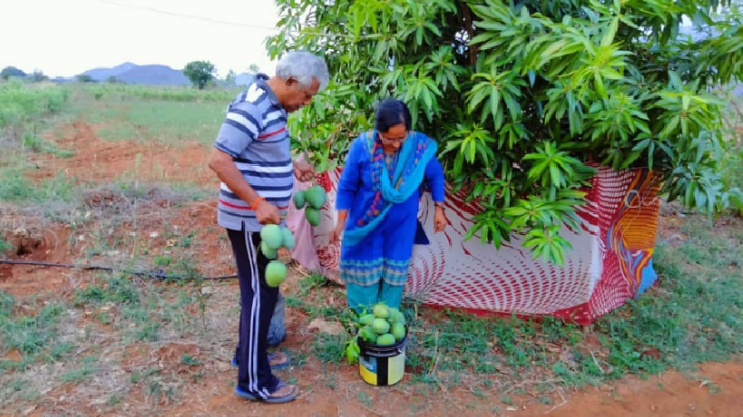 Mango Harvest at Viswamatha Farms