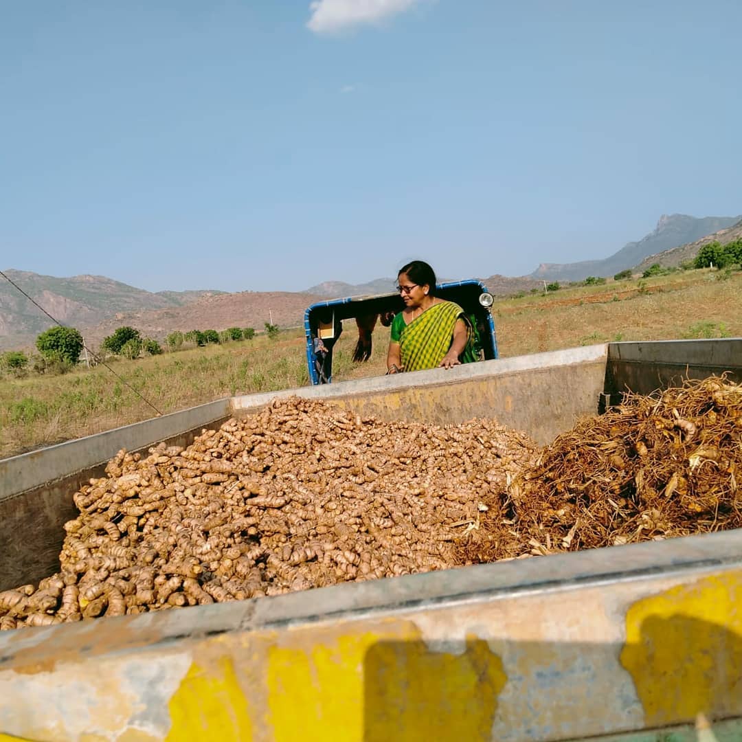 Turmeric processing at Viswamatha Farm