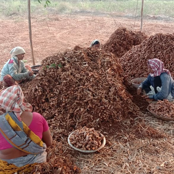 Future of Organic Farming