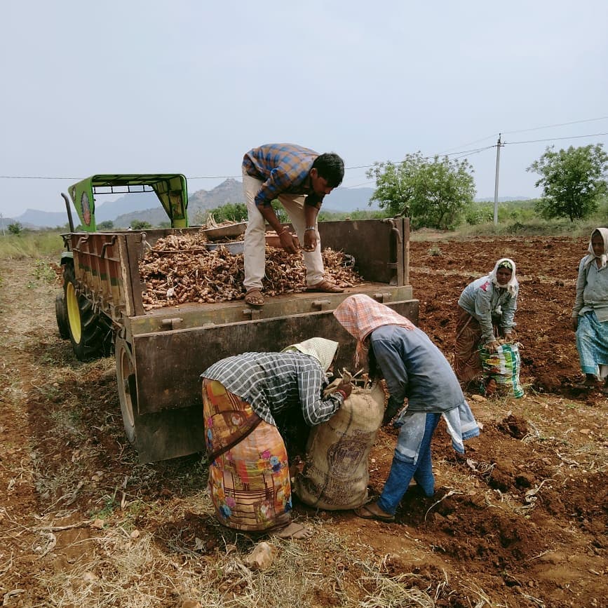 Organic Turmeric Harvest