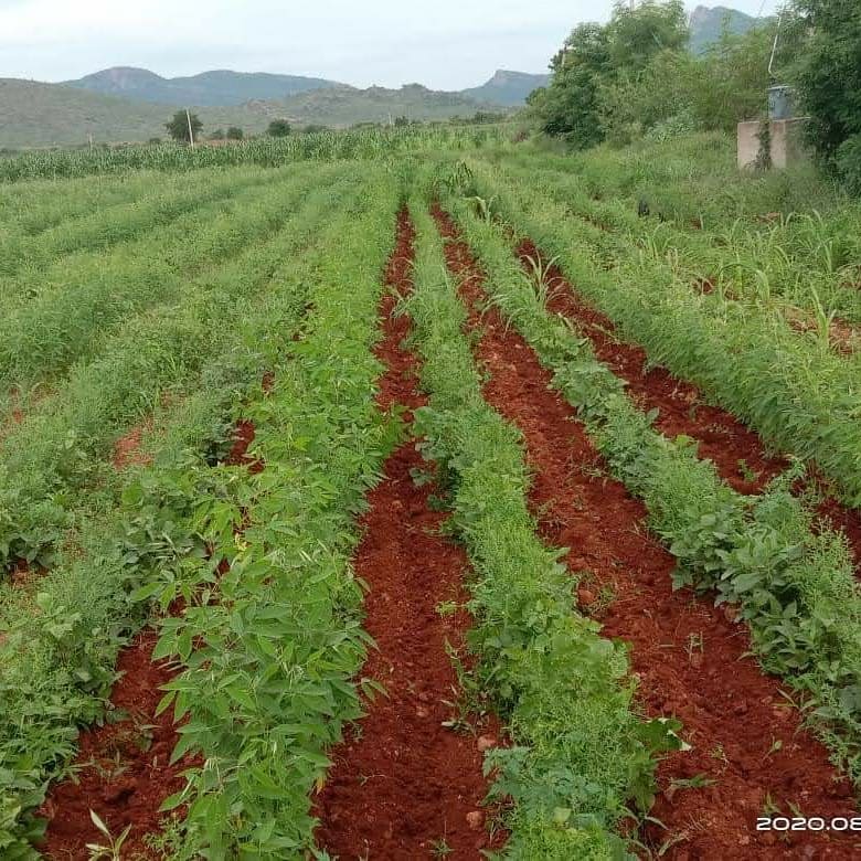 Future of agriculture with Farmonaut