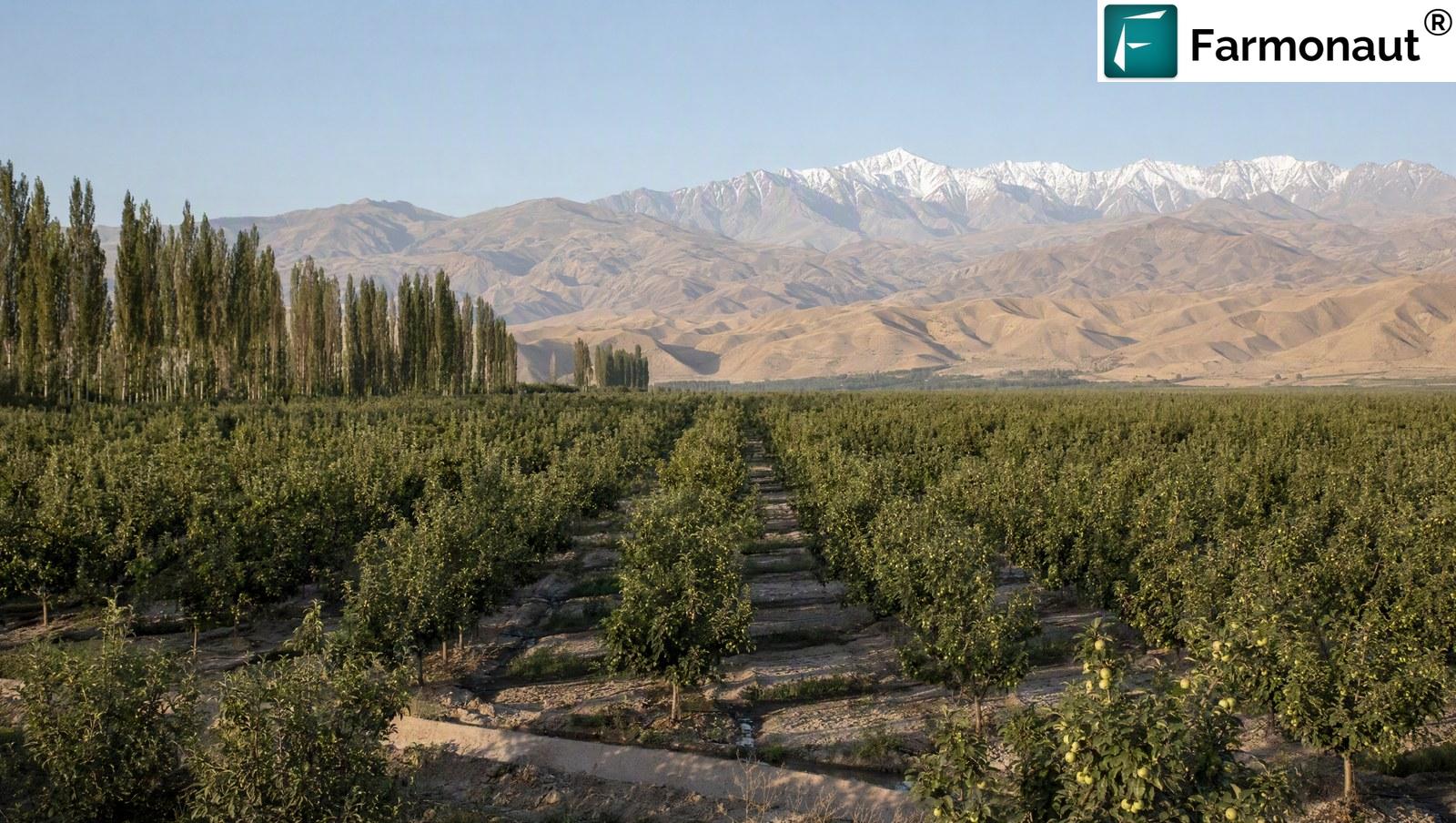 Irrigated Commercial Fruit Orchard In A Central Asian Valley With Poplar Windbreaks And Snow-Capped Mountains Behind