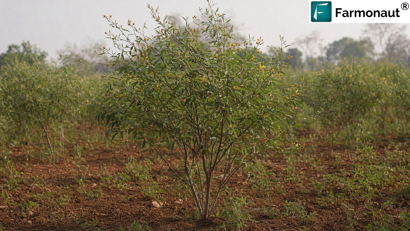 Pigeon Pea Plant At Branching And Canopy Development With Early Flowers