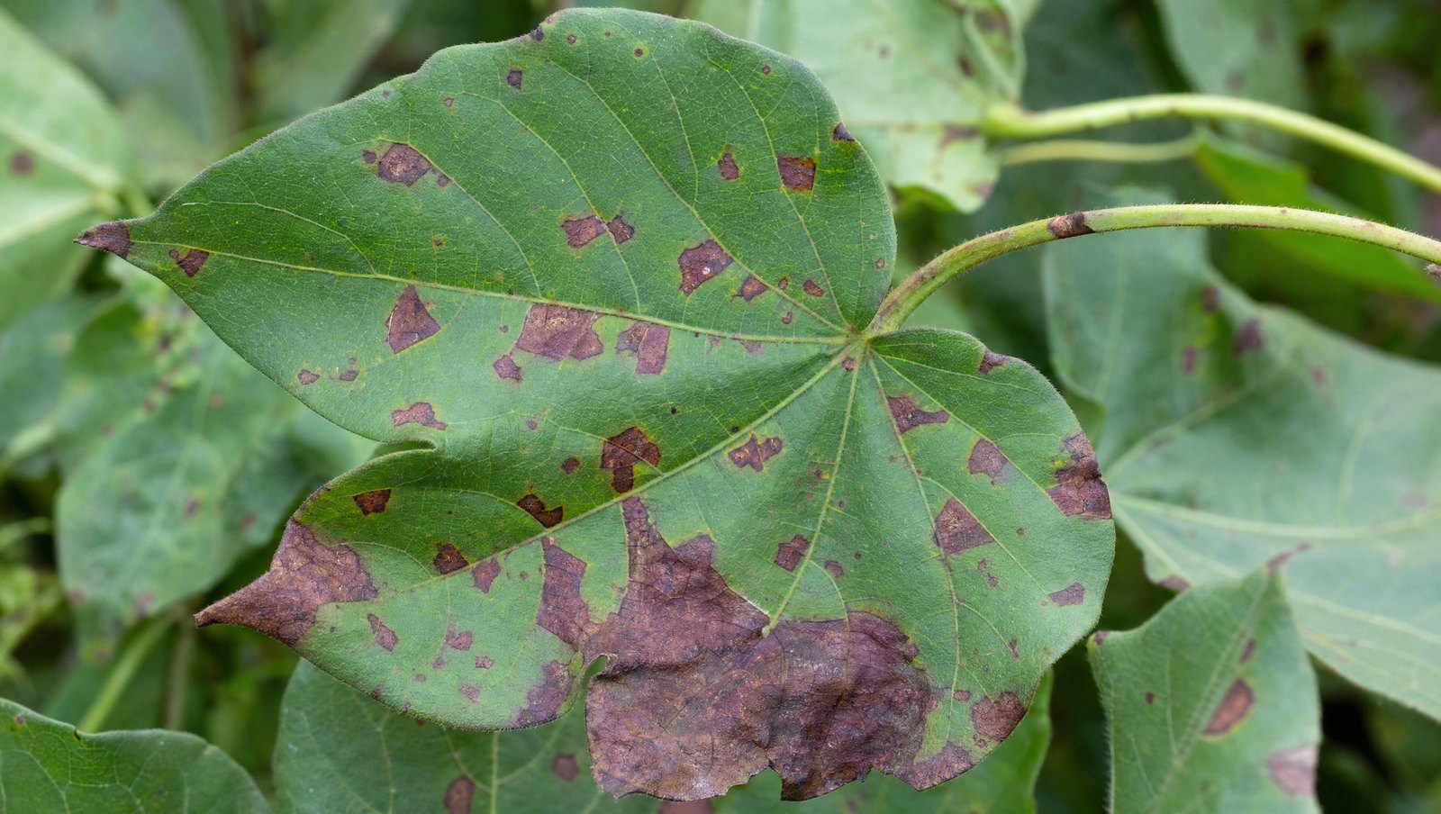 Cotton Leaf Showing Angular Water-Soaked Bacterial Blight Lesions Bounded By The Leaf Veins