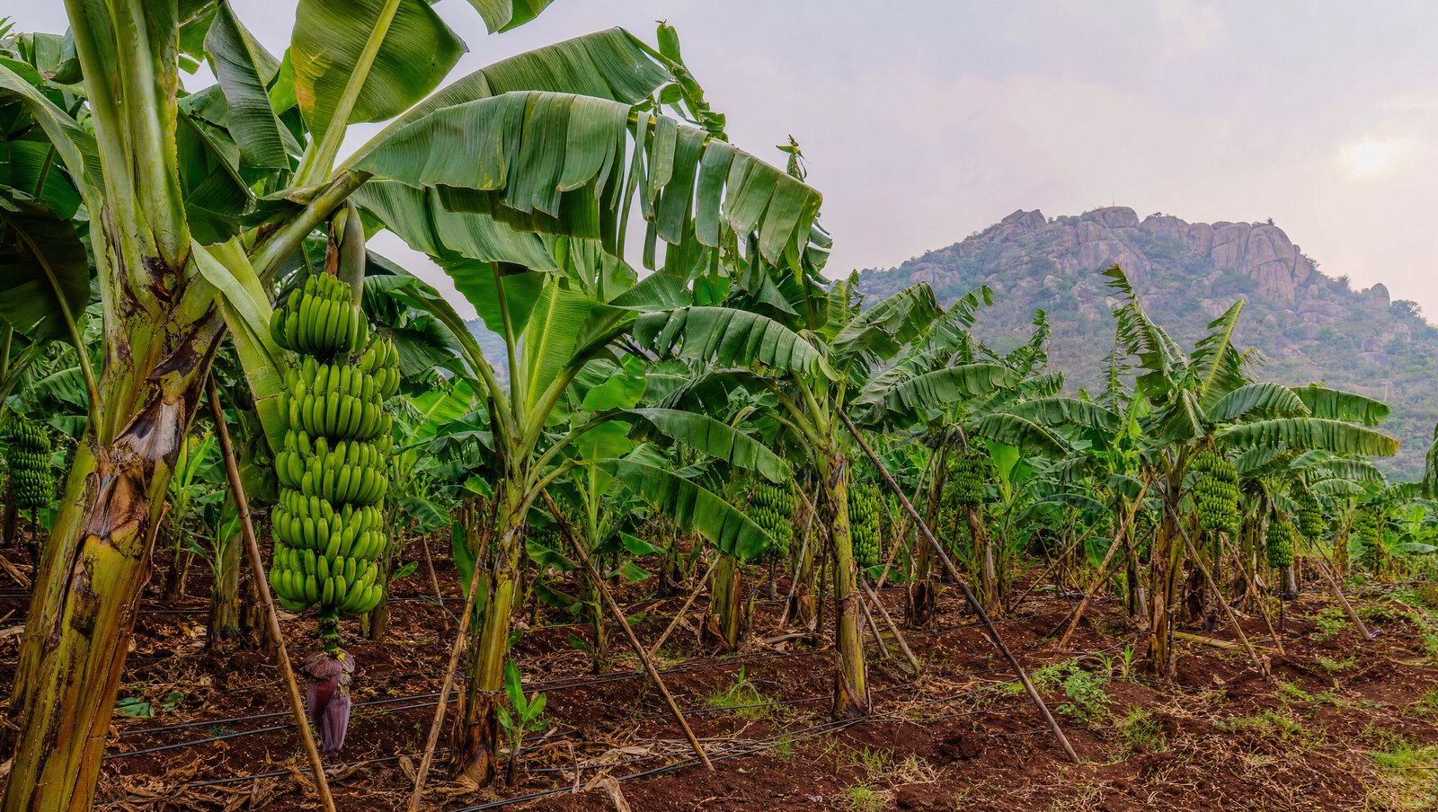 Mature Banana Plantation At Bunch Development With Hanging Bunches And Drip Laterals In Andhra Pradesh