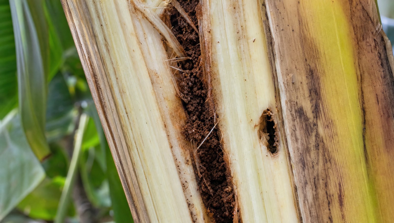 Banana Pseudostem Split Open Showing Internal Weevil Boring Damage And Frass