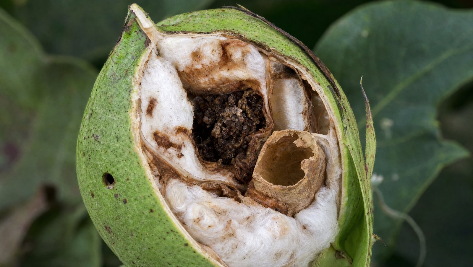 Cotton Boll Split Open Showing Stained Lint, An Eaten Seed And Frass From Bollworm Damage