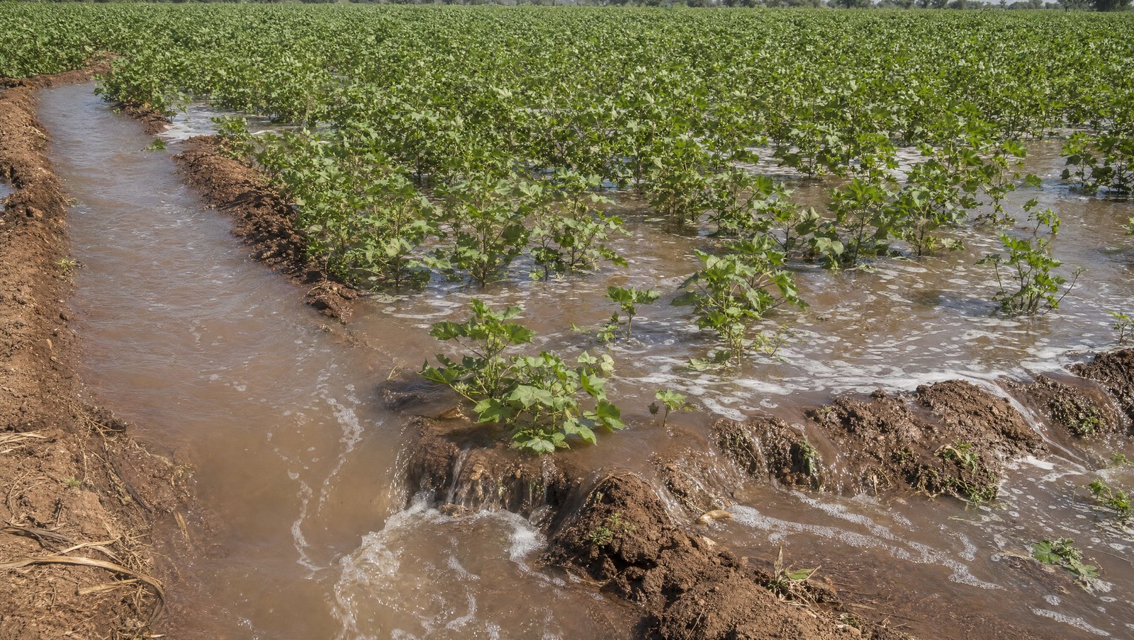 Flood Irrigation Sheeting Muddy Water Across The Soil Between Rows Of Cotton Plants