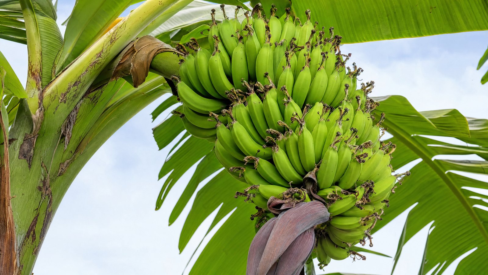 Mature Green Banana Bunch On The Plant With The Purple Bell Hanging Beneath
