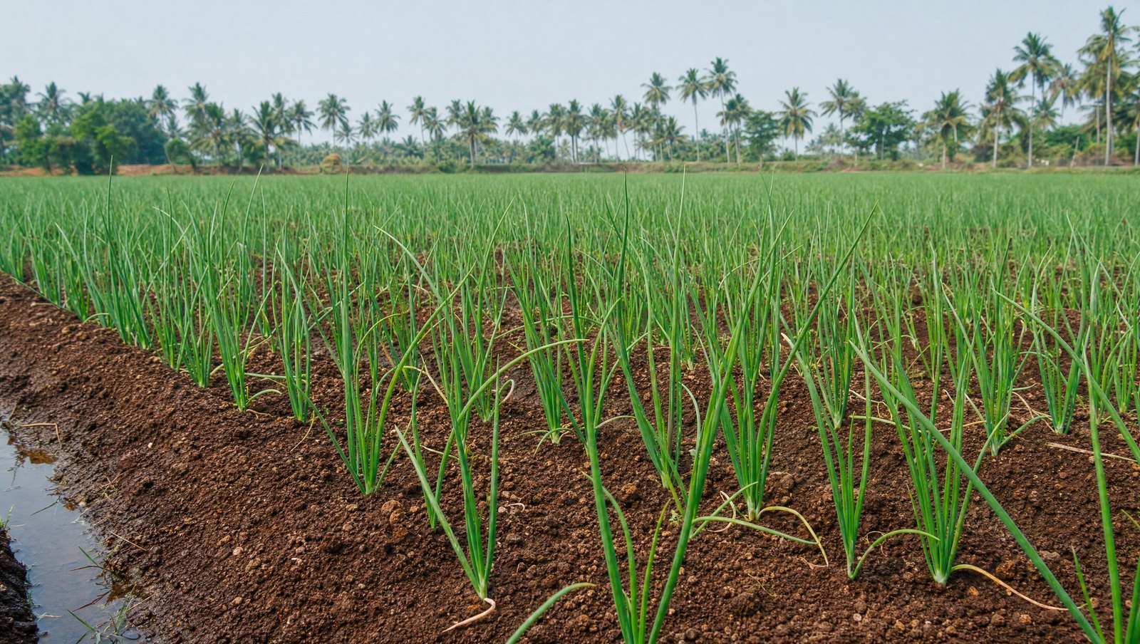 Young Onion Field At The Three To Five Leaf Stage With Slender Blue-Green Leaves In Close Rows