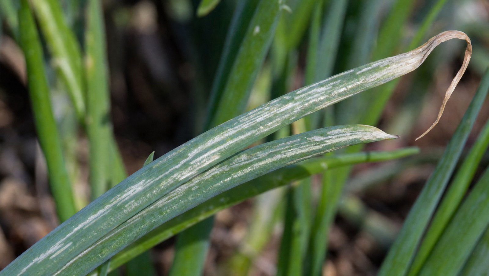 Onion Leaves Showing Silvery-White Streaks From Thrips Feeding Damage