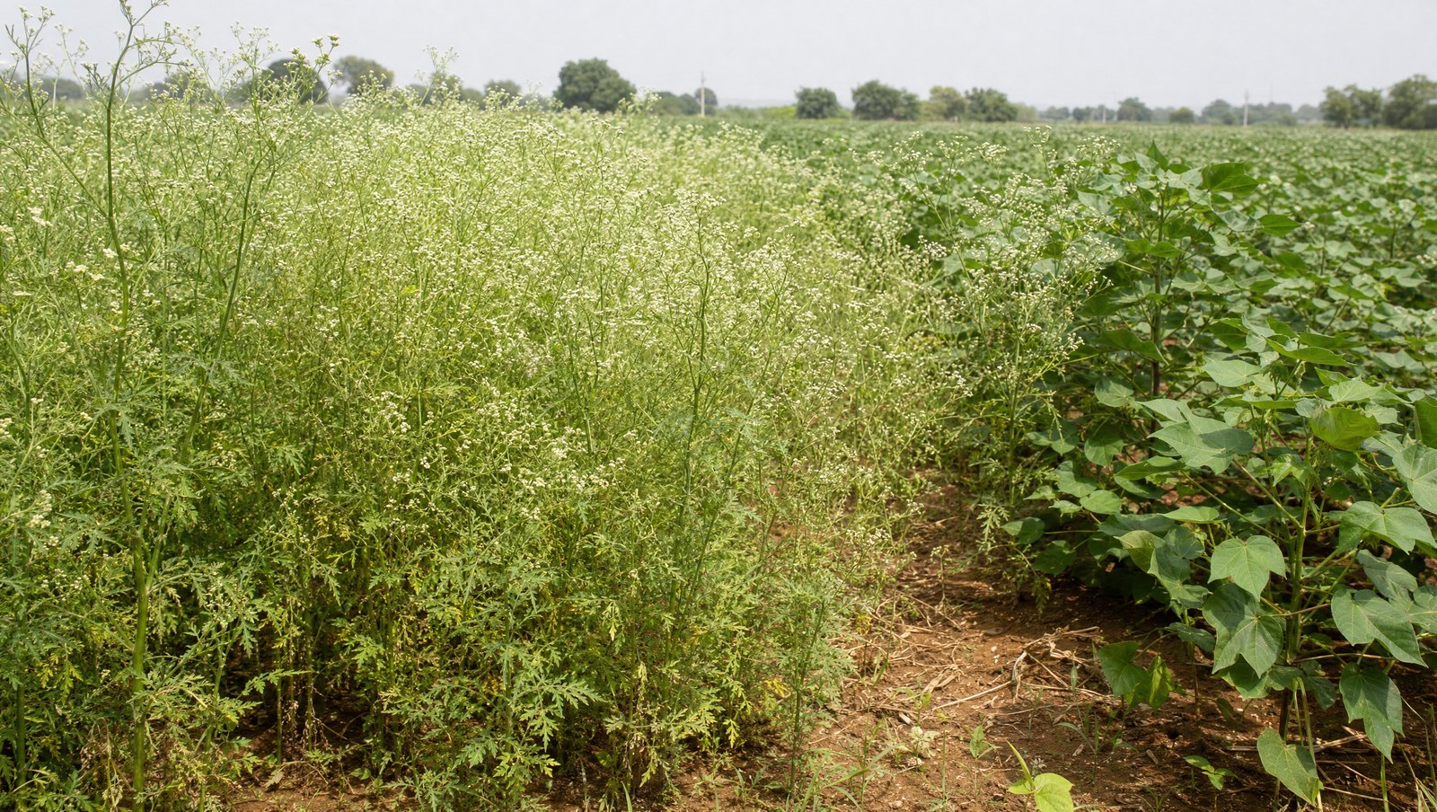 Parthenium Hysterophorus Weed Infestation Encroaching From A Field Margin Into A Cotton Crop