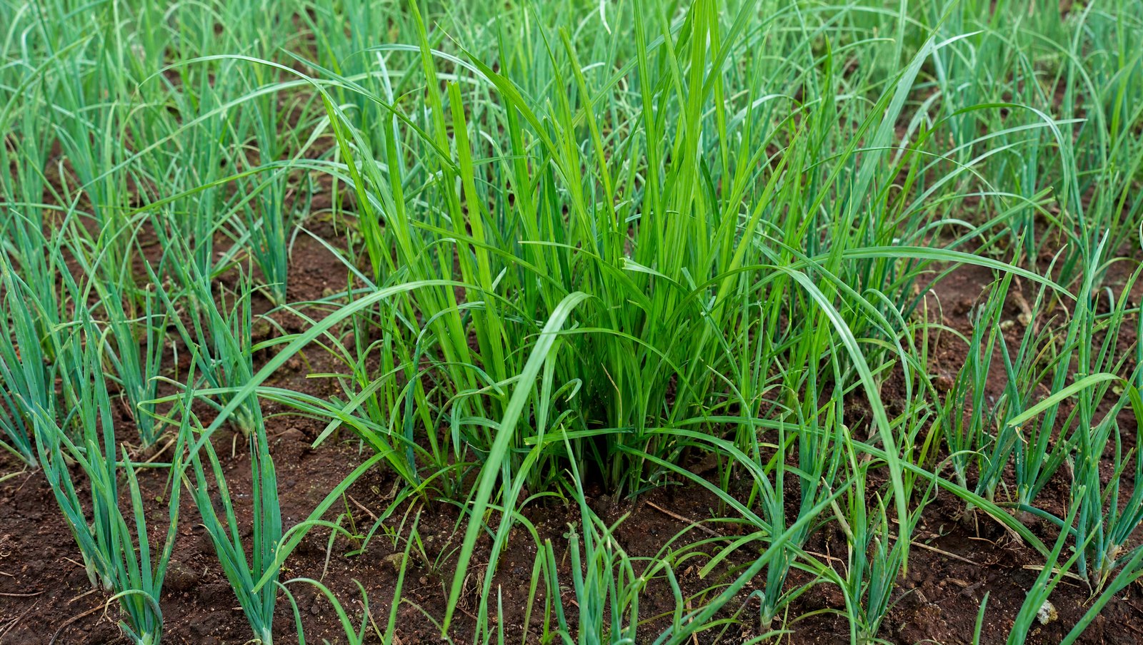 Purple Nutsedge Growing Taller Than The Crop Among Young Onion Plants