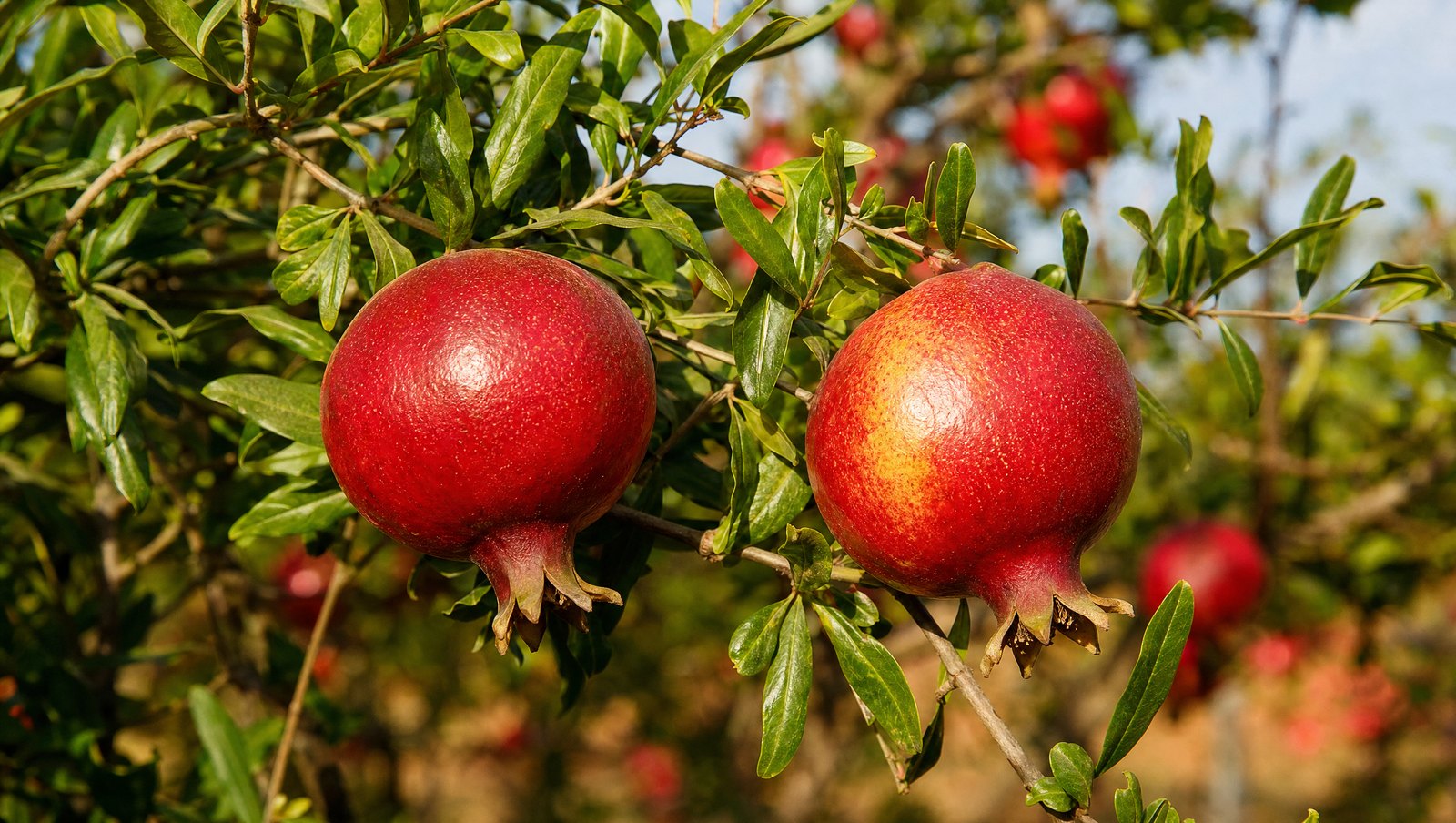 Ripe Red Pomegranates On The Bush At Harvest Maturity In An Indian Orchard