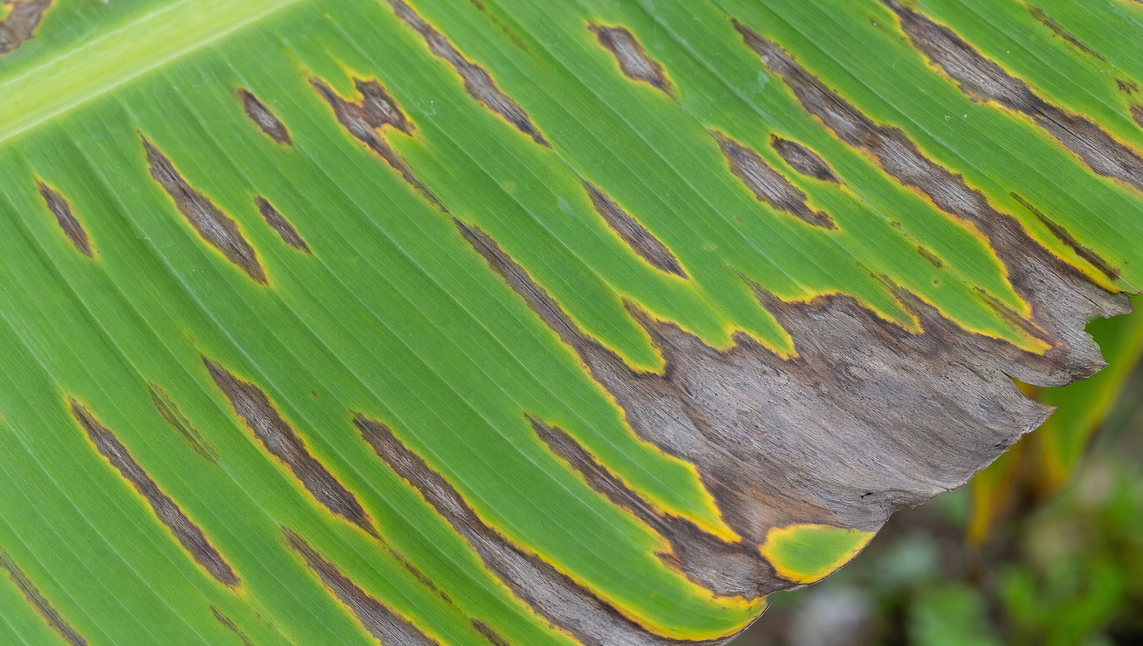 Banana Leaf Showing Sigatoka Leaf Spot Lesions With Pale Centres And Yellow Halos