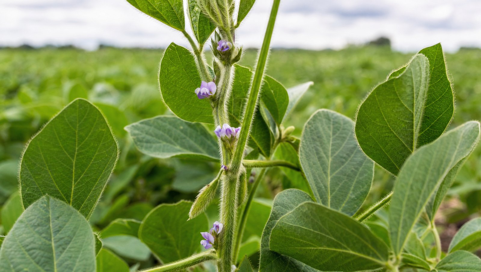 Soybean Plant At Early Flowering With Small Purple Flowers In The Leaf Axils