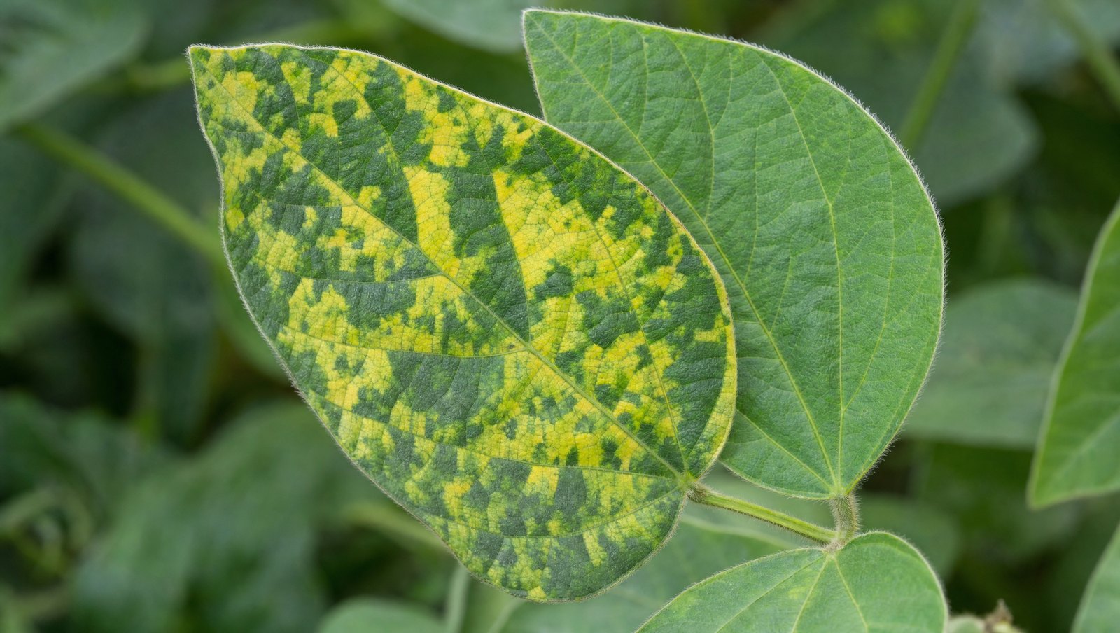 Soybean Leaf Showing Bright Yellow Mosaic Patches Typical Of Yellow Mosaic Virus Infection