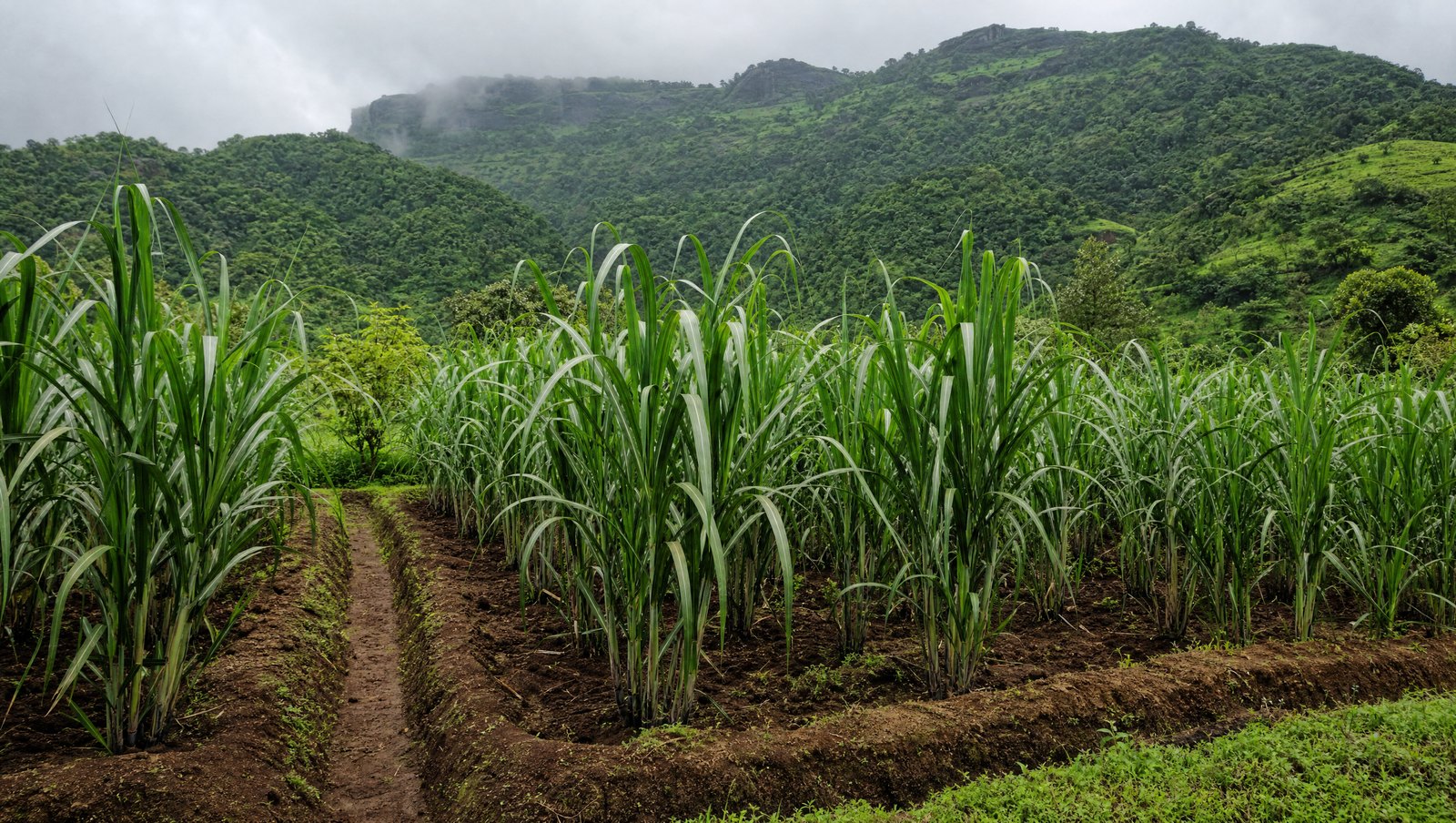 Small Sugarcane Plots At Grand Growth Stage Separated By Earthen Bunds In The Western Ghats Foothills Of Kolhapur District