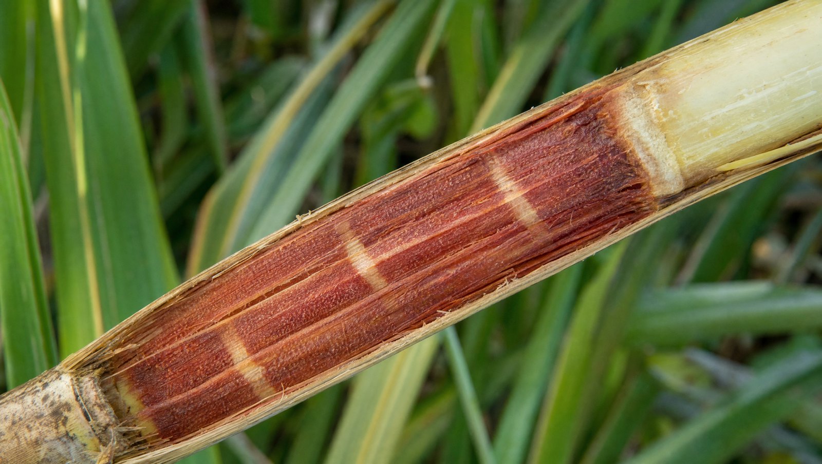 Sugarcane Stalk Split Open Showing Reddish-Brown Internal Discolouration With Paler Crosswise Bands, Typical Of Red Rot