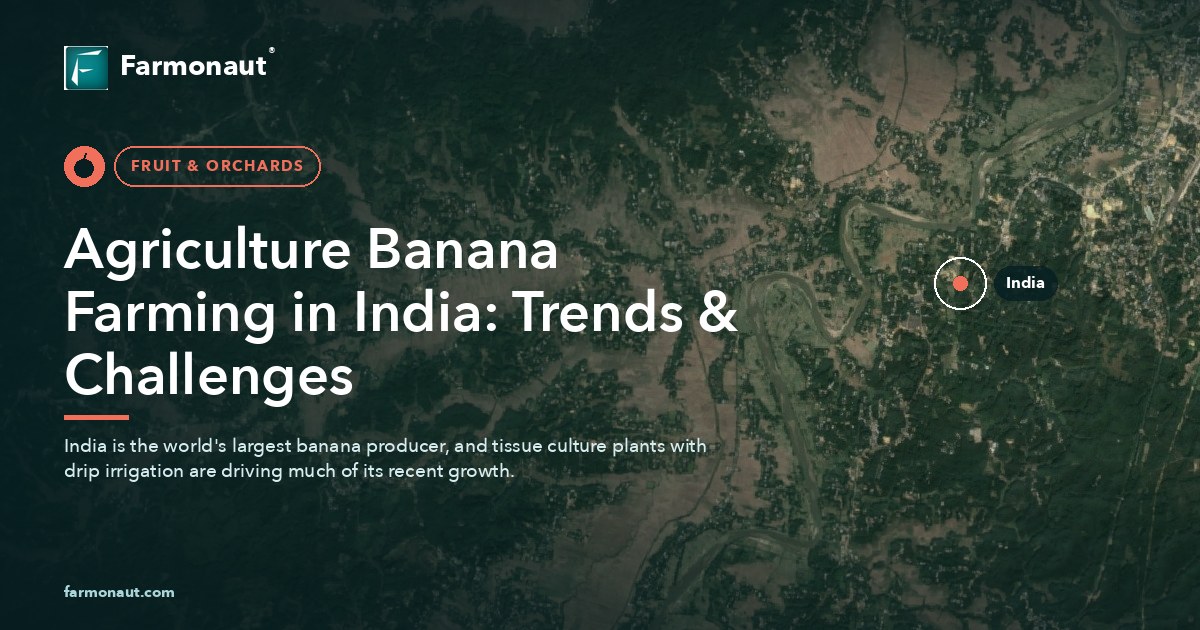 Agriculture Banana Farming In India: Trends &Amp; Challenges