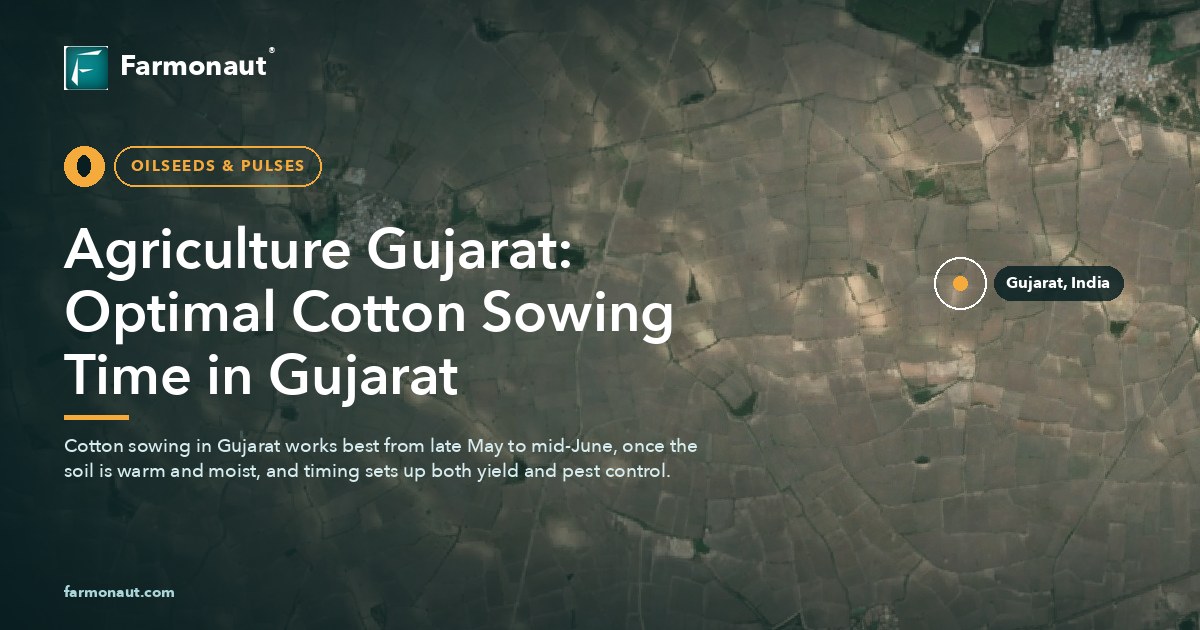 Agriculture Gujarat: Optimal Cotton Sowing Time In Gujarat