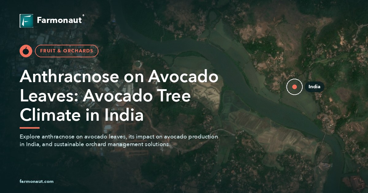 Anthracnose On Avocado Leaves: Avocado Tree Climate In India