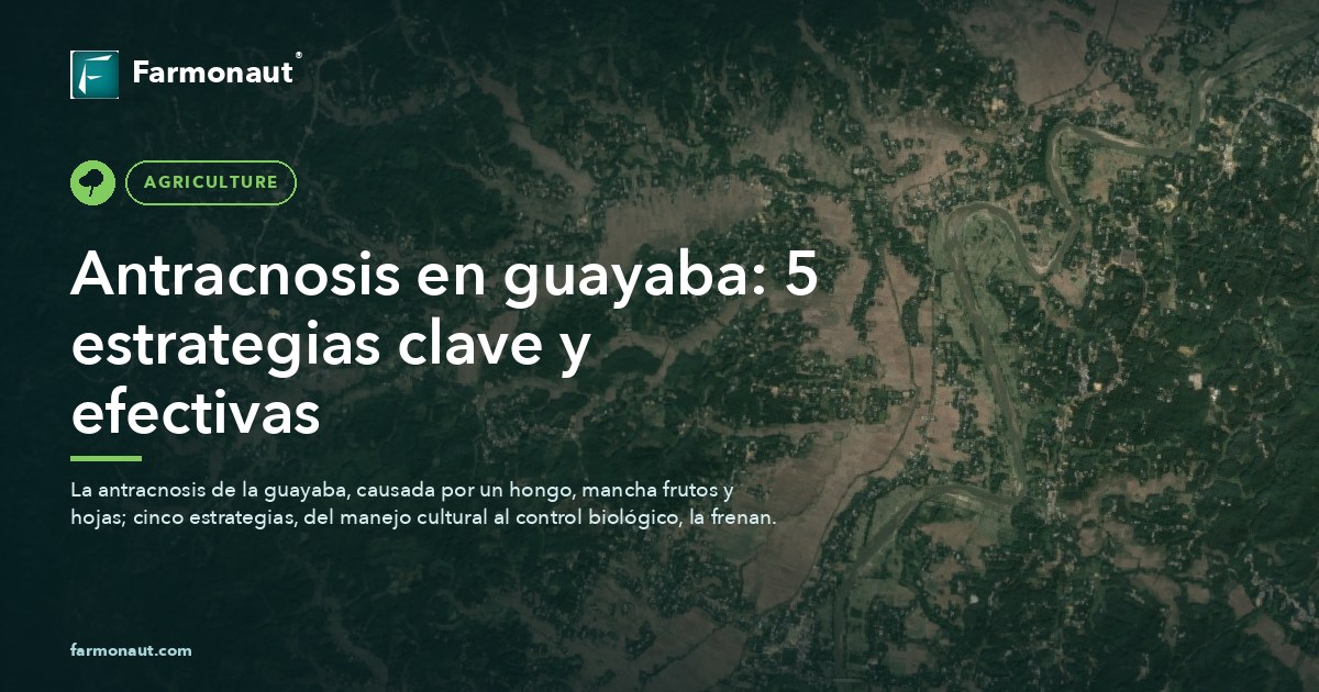 Antracnosis En Guayaba: 5 Estrategias Clave Y Efectivas