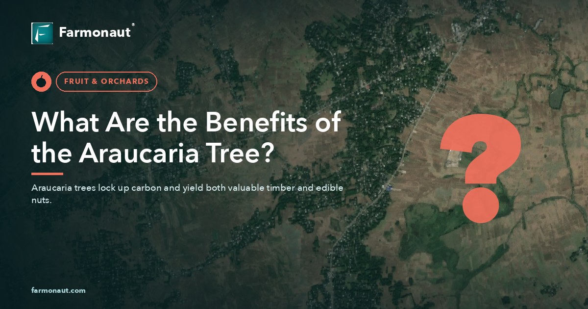 What Are The Benefits Of The Araucaria Tree?