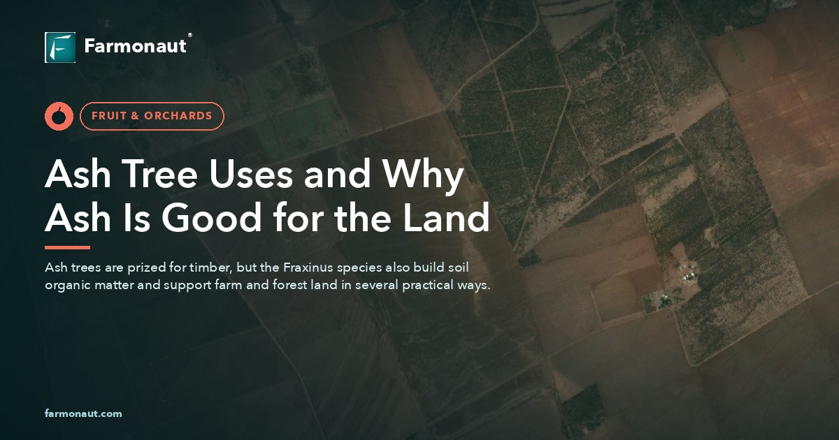 Ash Tree Uses: 7 Powerful Ways Ash Supports Sustainable Land 19 Ash Tree Uses And Why Ash Is Good For The Land